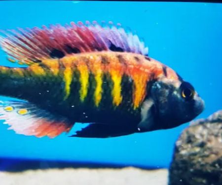 Fish Frenzy