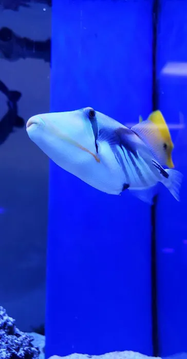 Fish Frenzy Picture 9