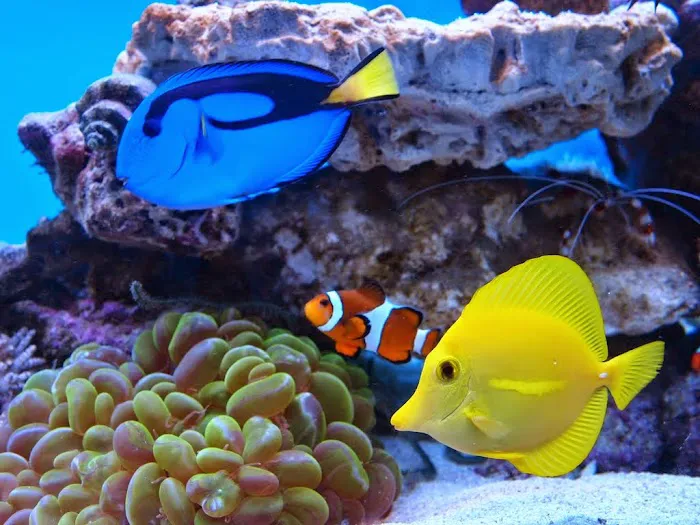 Fish Frenzy Picture 10