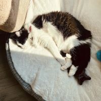 Apple Valley Animal Hospital ico