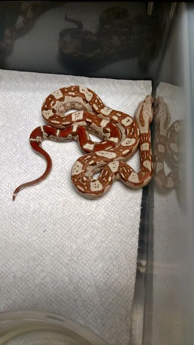 The Reptile Shop Picture 1