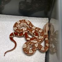 The Reptile Shop ico