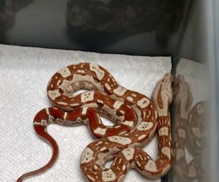 The Reptile Shop