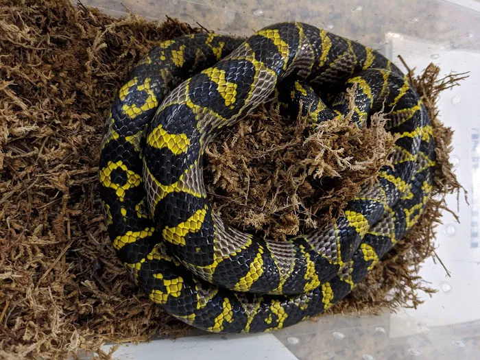 The Reptile Shop Picture 3