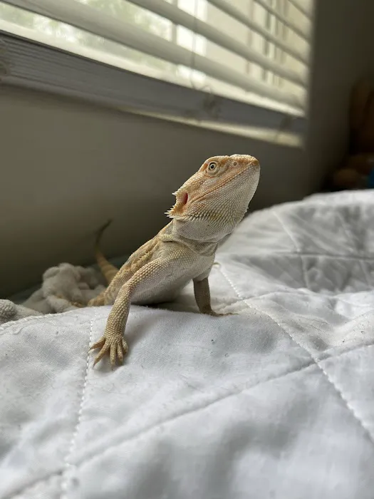 The Reptile Shop Picture 8