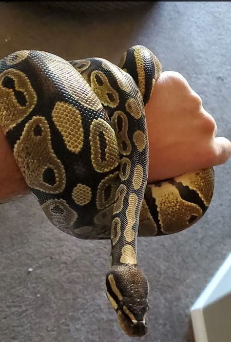 The Reptile Shop Picture 6