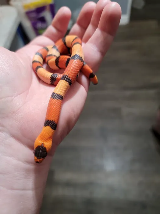 The Reptile Shop Picture 7