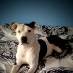 Pet Neuter Clinic