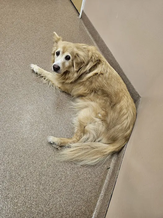 Animal Medical Center of Frederick County Picture 9