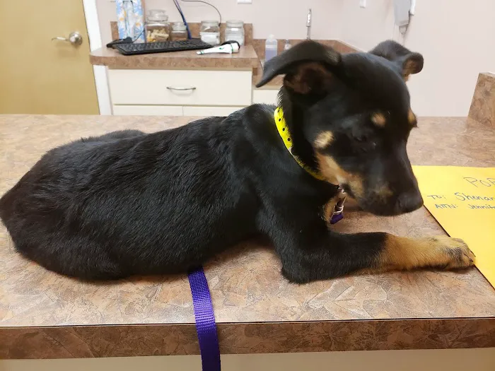 Animal Medical Center of Frederick County Picture 3