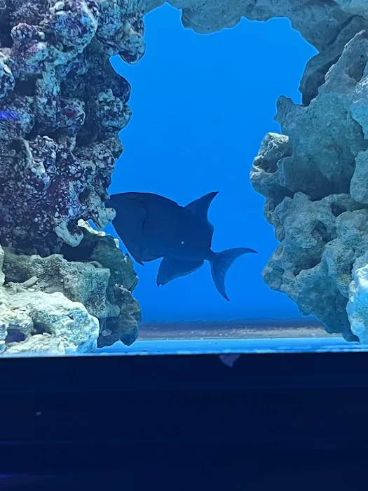 Coral Smugglers LLC Picture 10