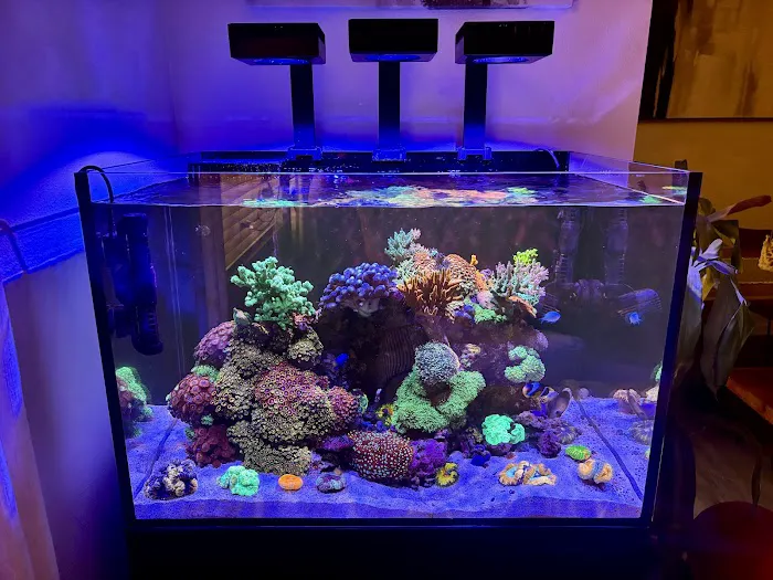 Coral Smugglers LLC Picture 9