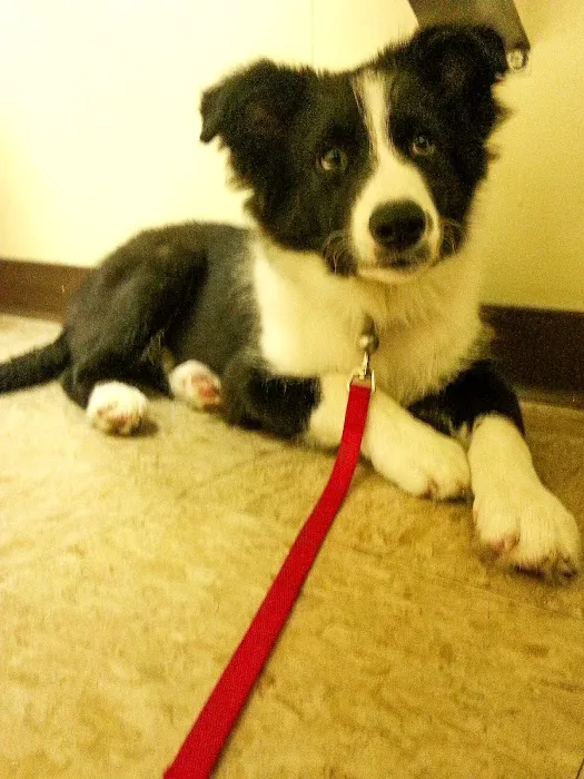 Stephens City Animal Hospital Picture 7