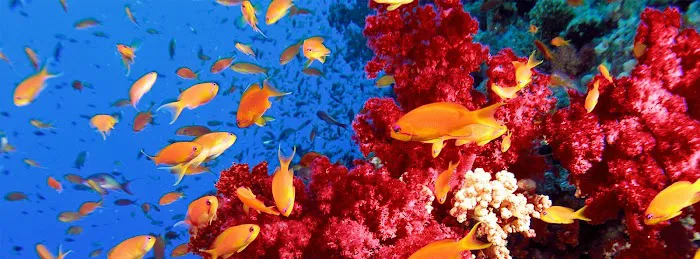 Deep Sea Creations Picture 5