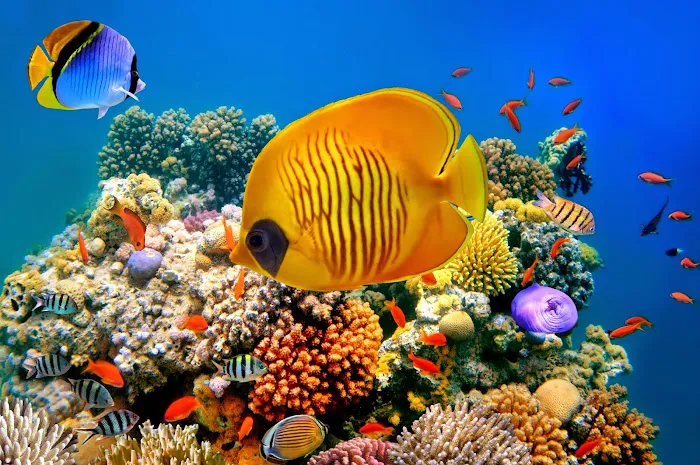Deep Sea Creations Picture 9