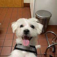 Newtown Veterinary Clinic ico