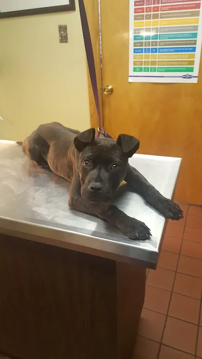 Newtown Veterinary Clinic Picture 6