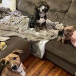 Vet Trek House Call Practice