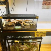 REPTILE FACTORY ico