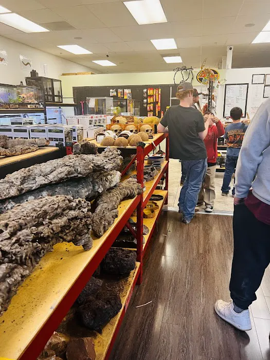 REPTILE FACTORY Picture 8