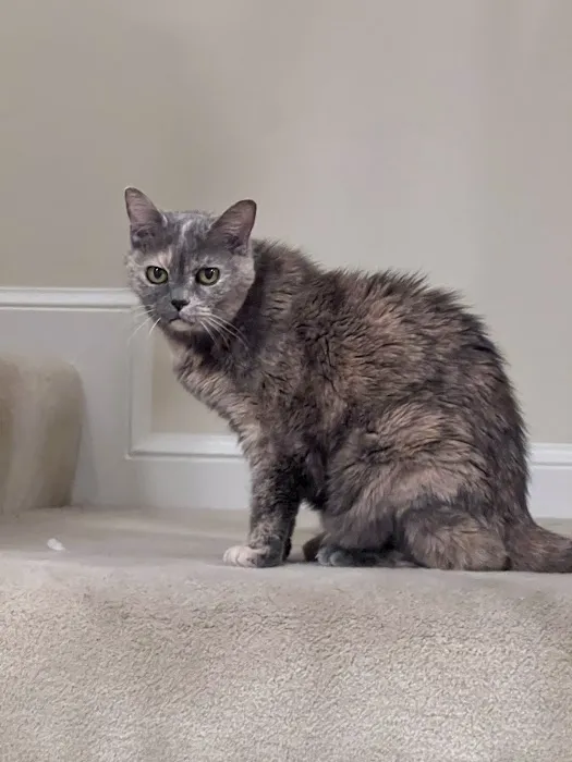 Loudoun Cat Care Picture 2