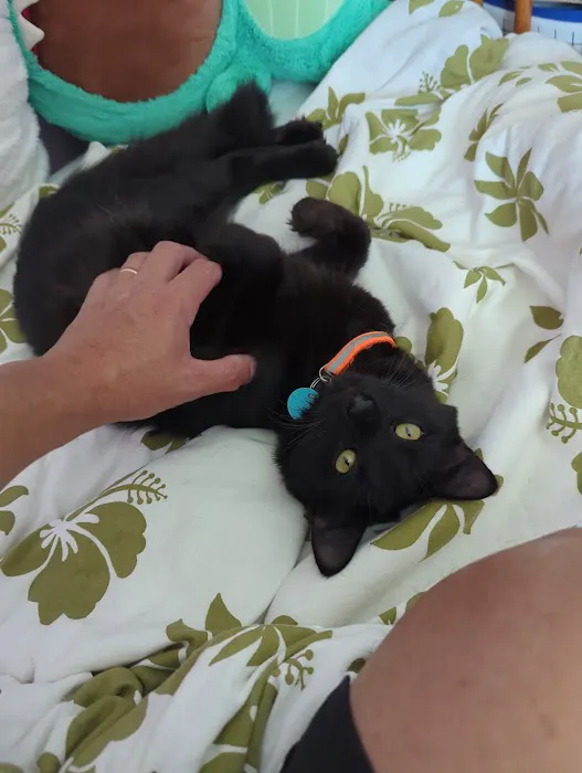 Loudoun Cat Care Picture 1