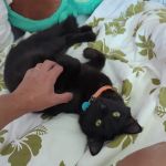 Loudoun Cat Care