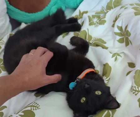 Loudoun Cat Care