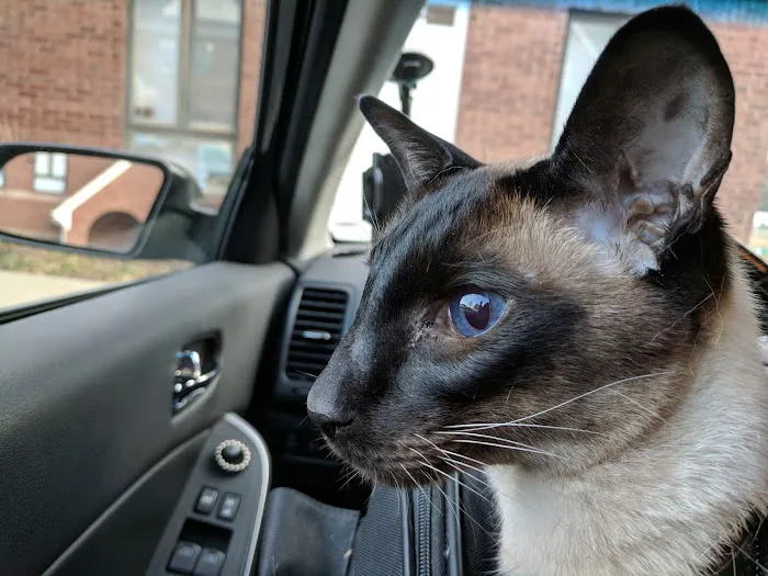 Loudoun Cat Care Picture 6