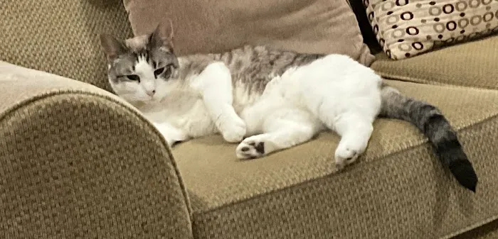 Loudoun Cat Care Picture 8