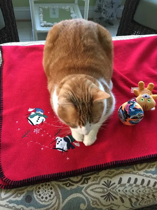 Loudoun Cat Care Picture 9