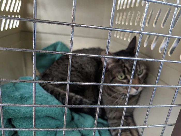 Loudoun Cat Care Picture 5