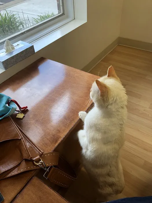 Loudoun Cat Care Picture 3