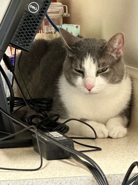 Loudoun Cat Care Picture 10