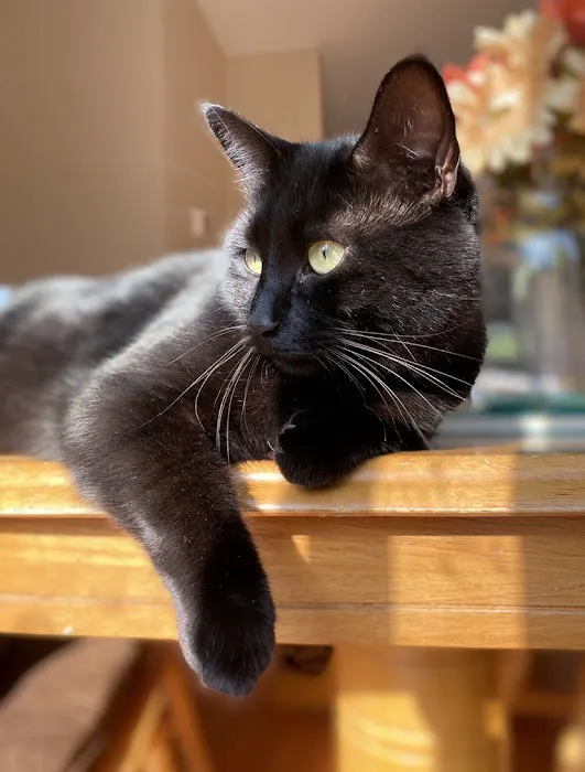 Loudoun Cat Care Picture 4