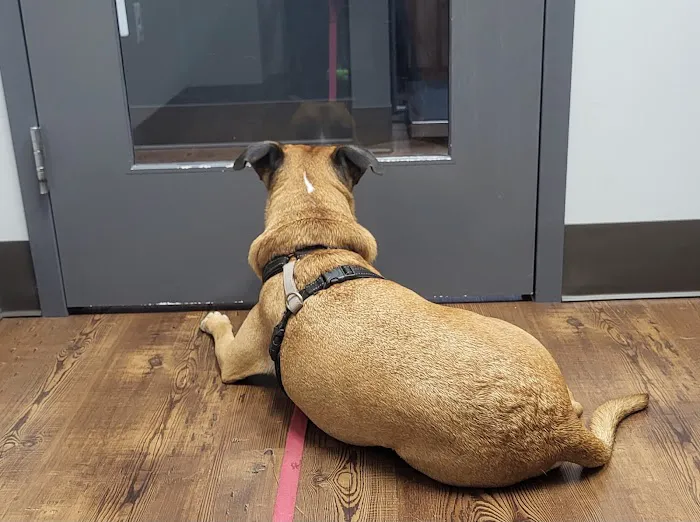 Loudoun Urgent Vet Picture 4