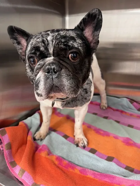 Loudoun Urgent Vet Picture 1
