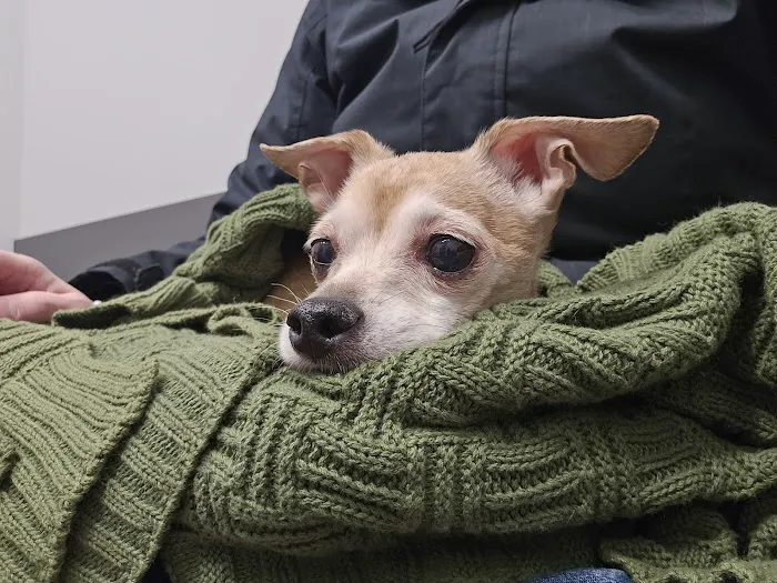 Loudoun Urgent Vet Picture 10