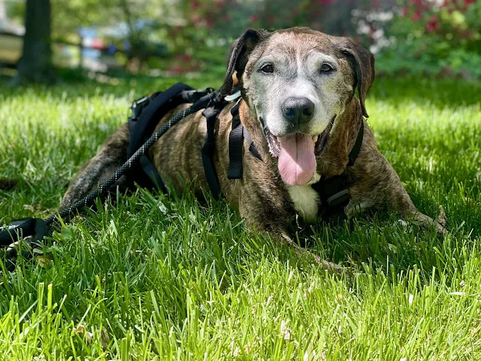 Crosspointe Animal Hospital Picture 9