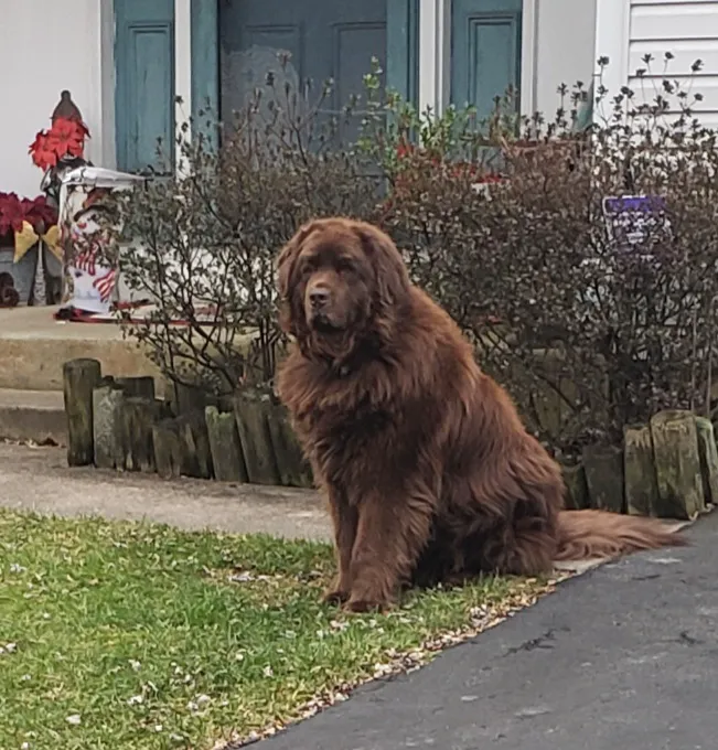 Crosspointe Animal Hospital Picture 4