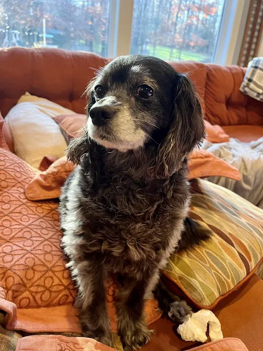 Crosspointe Animal Hospital Picture 7