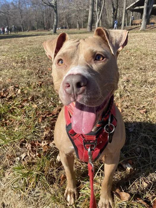 Crosspointe Animal Hospital Picture 2