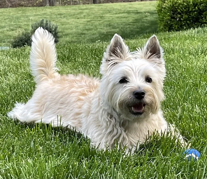 Crosspointe Animal Hospital Picture 3