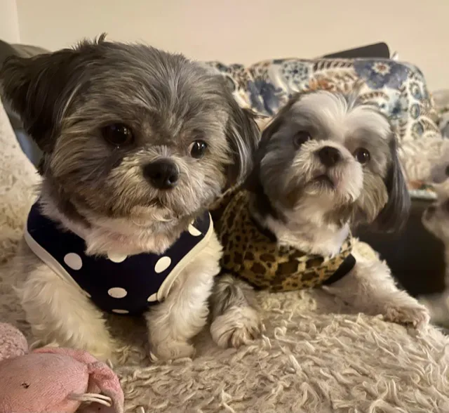 Crosspointe Animal Hospital Picture 1