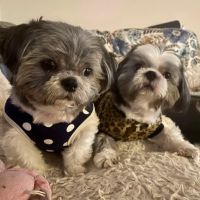 Crosspointe Animal Hospital ico