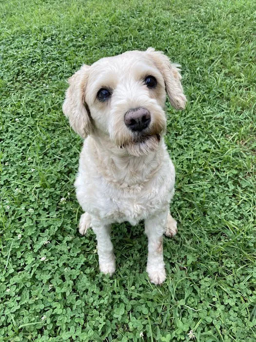 Crosspointe Animal Hospital Picture 10
