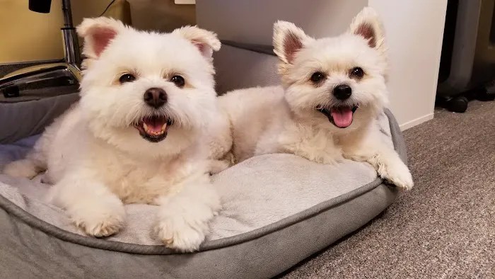 Crosspointe Animal Hospital Picture 5