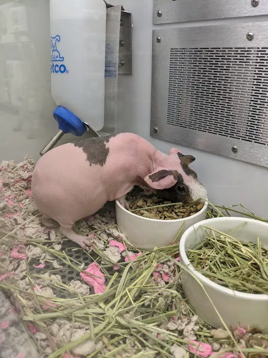 Petco Picture 2
