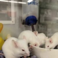 Petco ico