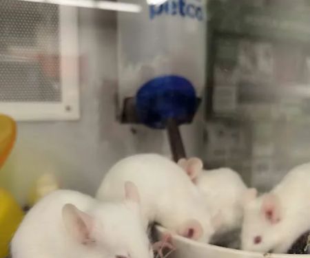 Petco